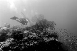 Natural light reefscape in black and white. St. Lucia. Ni... by Matthew Shanley 